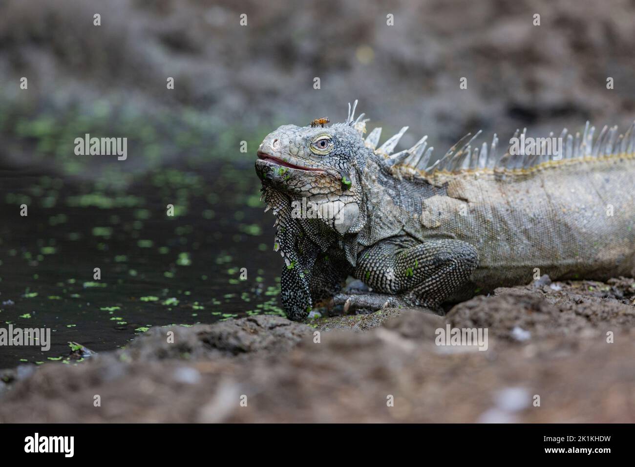 Green iguana Iguana iguana, drinking from woodland pool, Washington-Slagbaai National Park, Bonaire, August Stock Photo