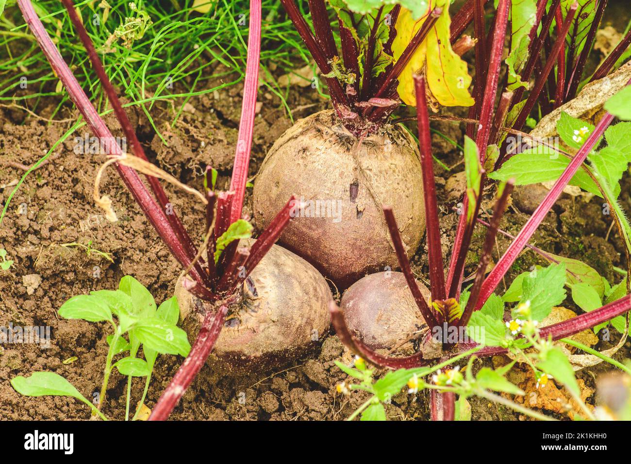 Fresh ripe red beetroots in the soil among green grass. Concept of biological agriculture, bio product, bio ecology, integrated farm. Close up Stock Photo