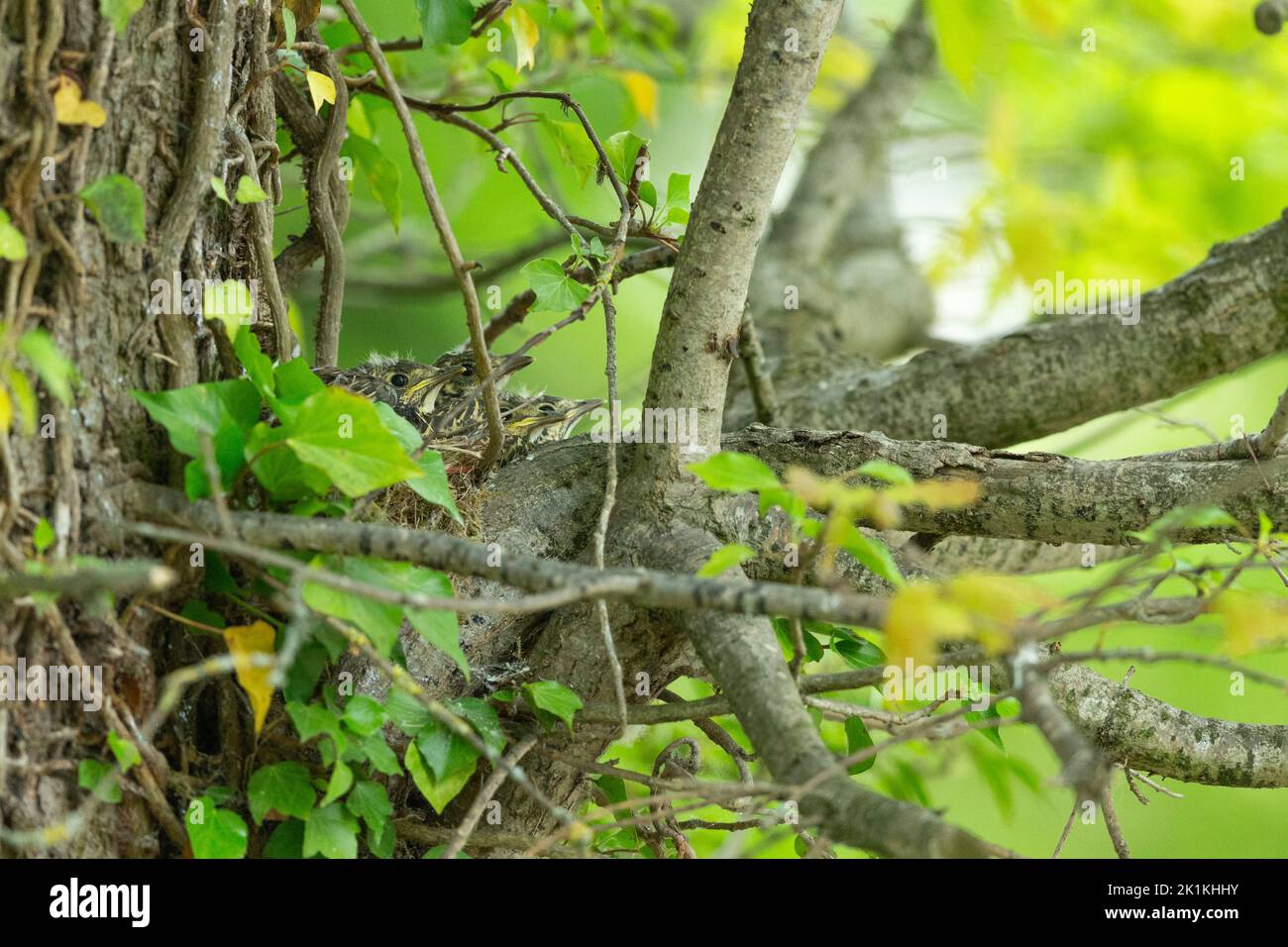 Mistle thrush nest uk tree hi-res stock photography and images - Alamy
