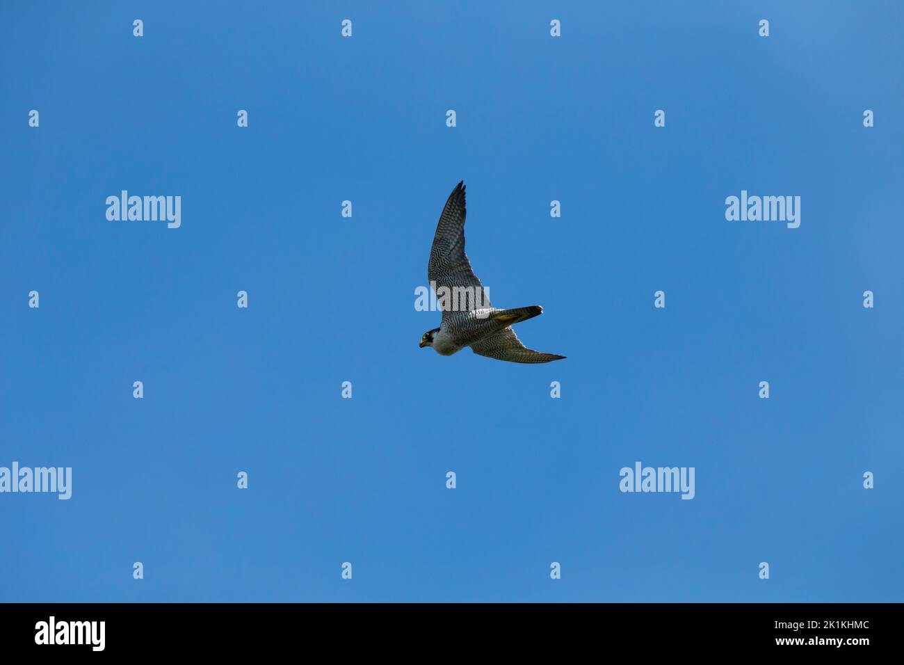 Peregrine falcon Falco peregrinus, adult in flight with full crop, Ham Wall, Somerset, UK, May Stock Photo