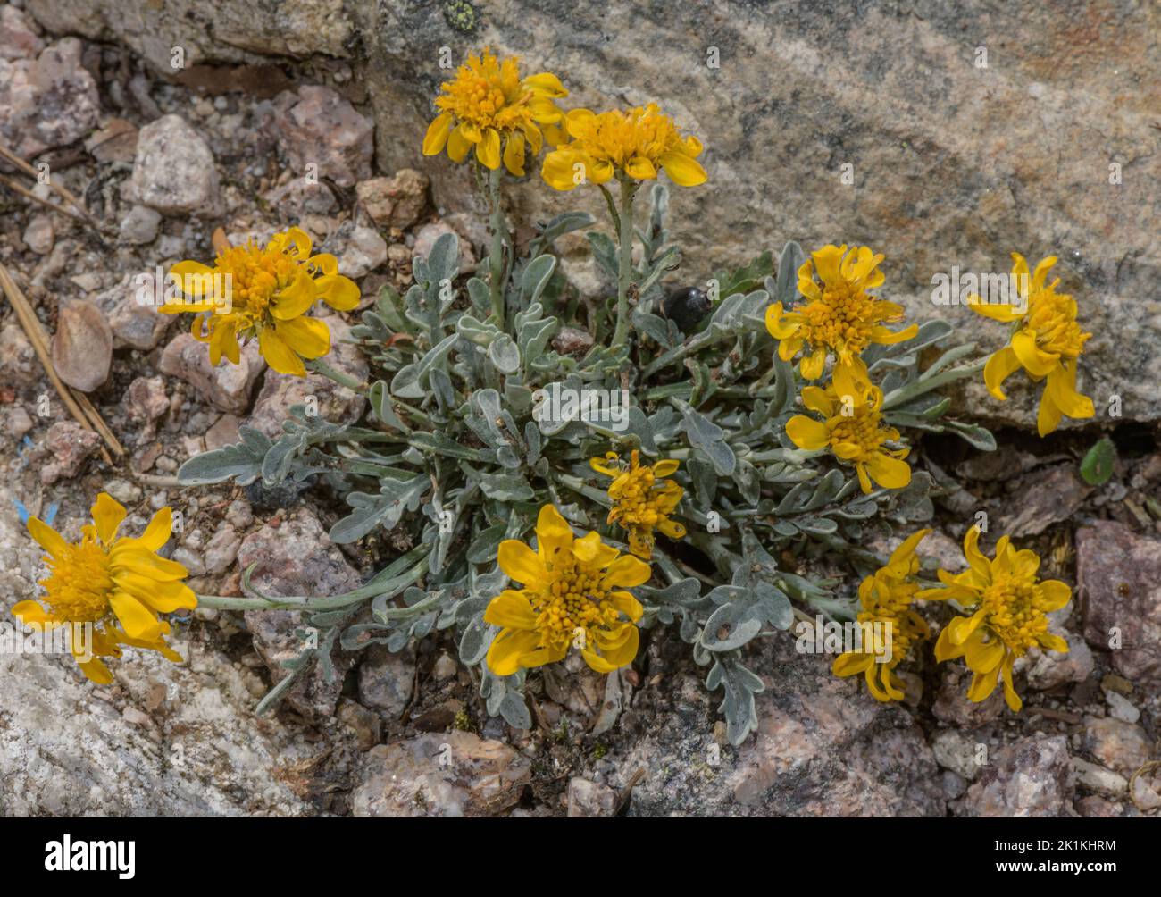 Haller's Ragwort, Jacobaea uniflora, in flower, Italian Alps. Stock Photo