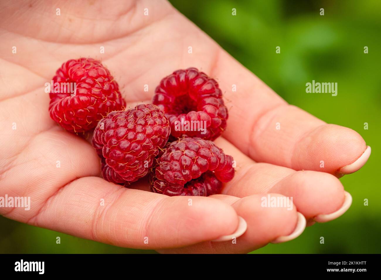 Beautiful red-fruited ripe raspberries ready to eat in the hand of a girl, close up Stock Photo