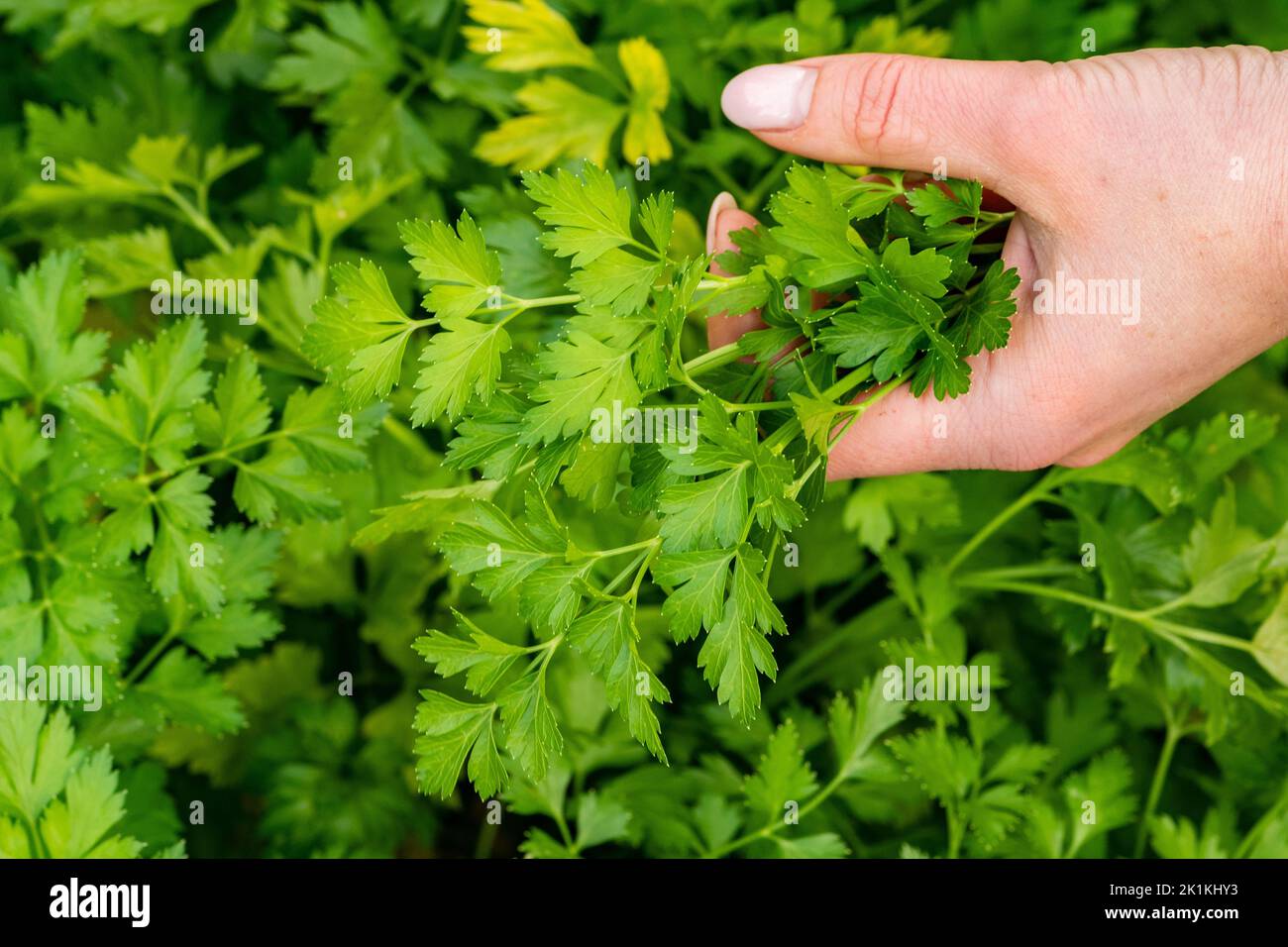 Green parsley stems and leaves in the hand of a girl. Concept of biological agriculture, bio product, bio ecology, integrated farm. Close up Stock Photo