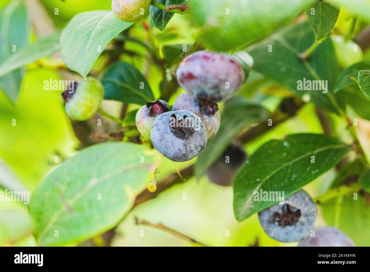 Fresh organic ripe blueberries among green leaves hanging from a bush or plant in the forest or woods in autumn, close up Stock Photo