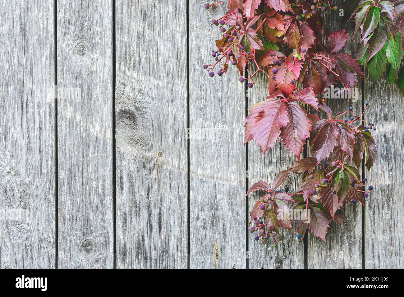 Beautiful background of stripped light grey old wood wall with climbing plant or vine, red leaves and berries in autumn, copy space Stock Photo