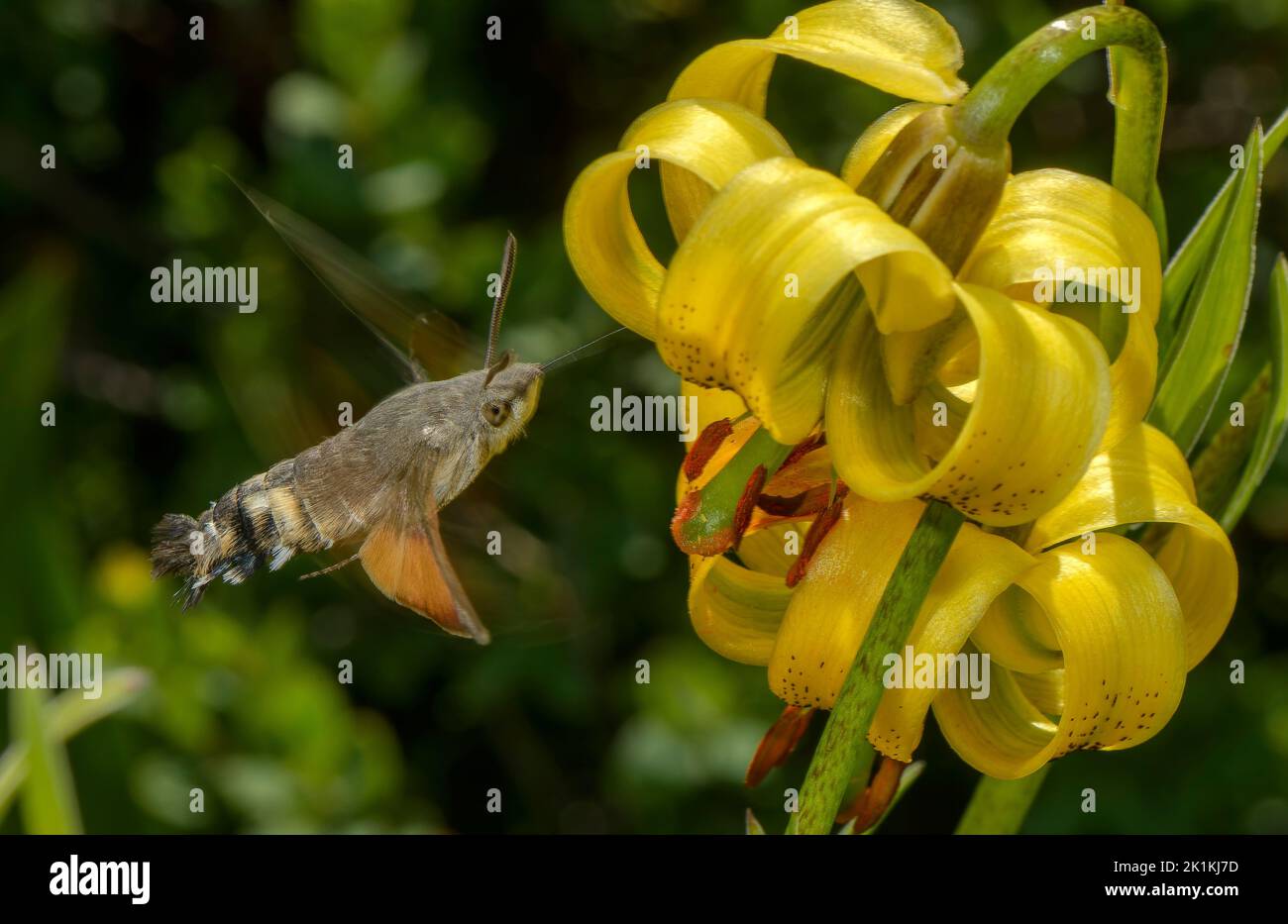 Humming-bird hawk-moth, Macroglossum stellatarum visiting the flowers of Pyrenean Lily, Lilium pyrenaicum; Pyrenees. Stock Photo