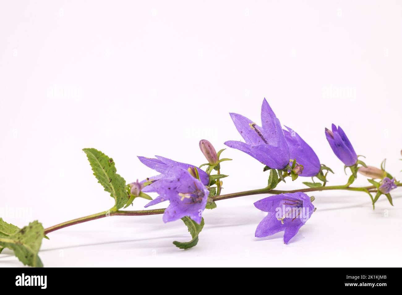 Campanula rapunculoides flower. Common names creeping bellflower, rampion, garden bluebell, purple bell, garden harebell. On the white background. Stock Photo