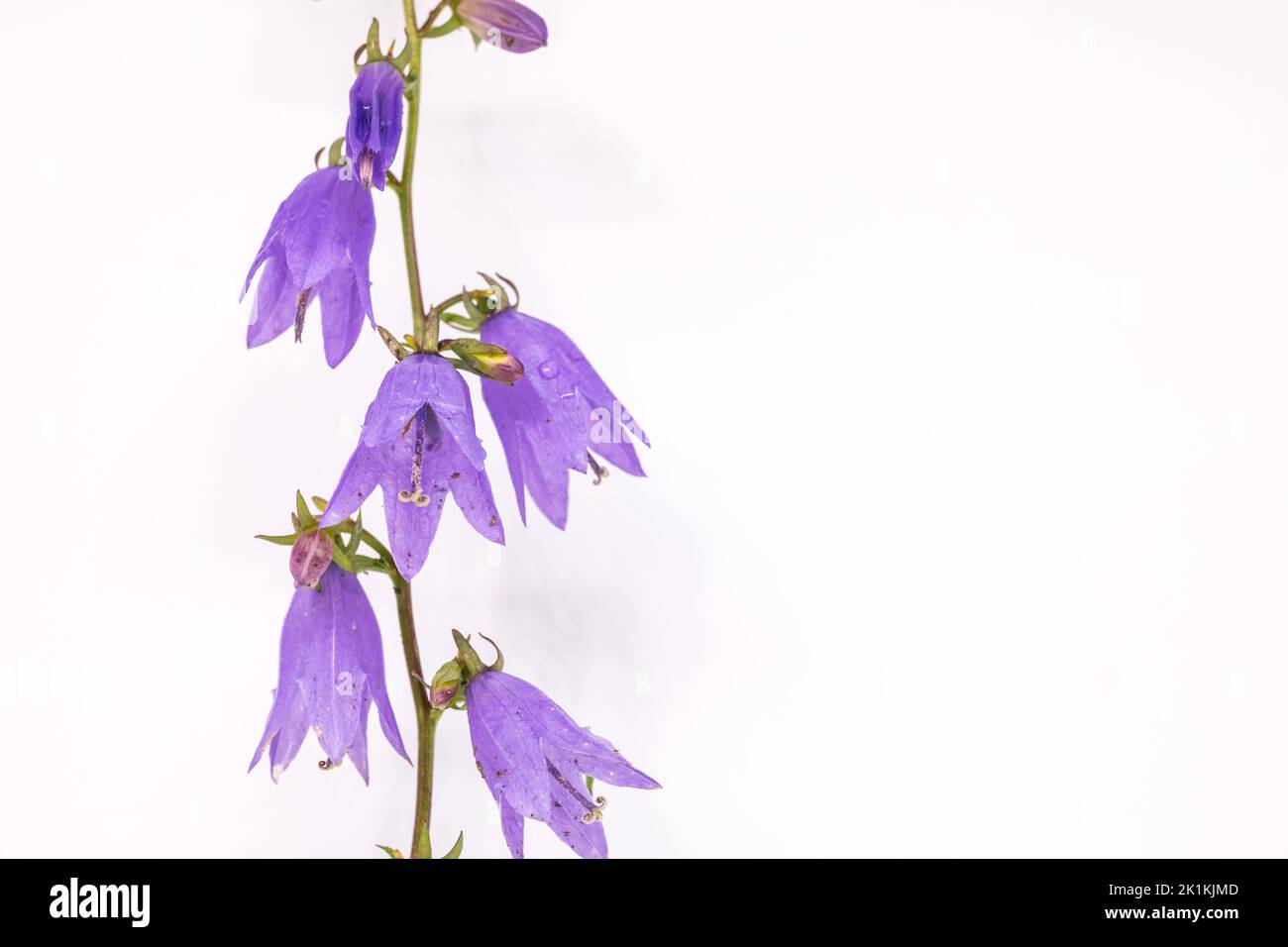 Campanula rapunculoides flower. Common names creeping bellflower, rampion, garden bluebell, purple bell, garden harebell. On the white background. Stock Photo