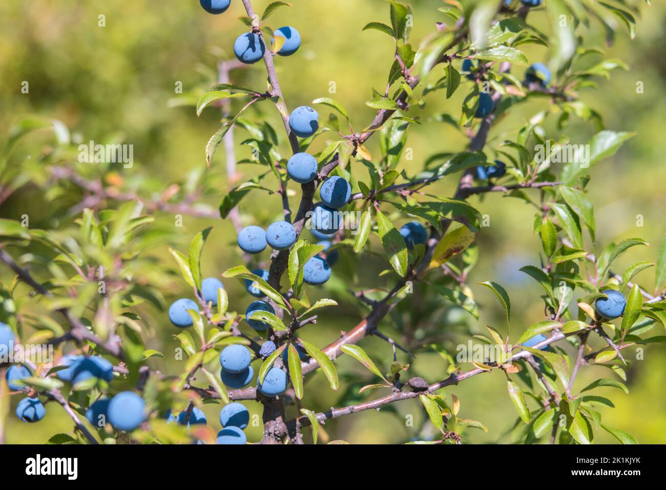 Prunus spinosa fruits commonly blackthorn or sloe. Healthy, full of vitamins and antioxidants