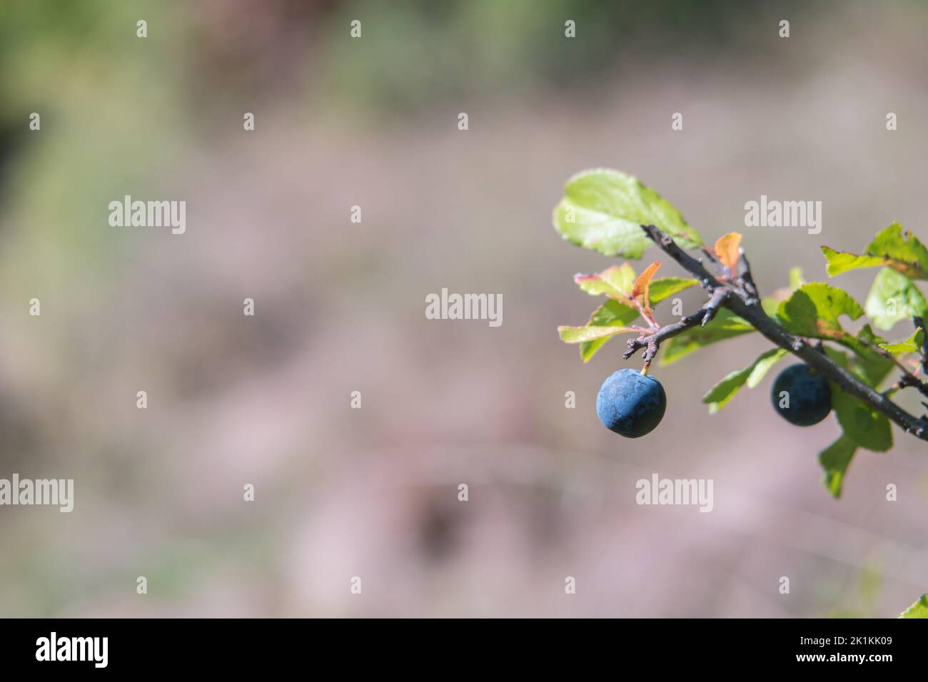 Prunus spinosa fruits commonly blackthorn or sloe. Healthy, full of vitamins and antioxidants