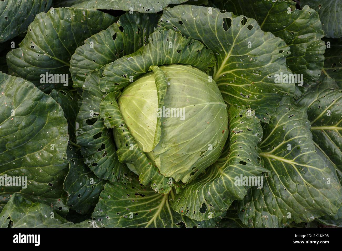 Fresh organic cabbage in the garden. Top view of a head of cabbage with