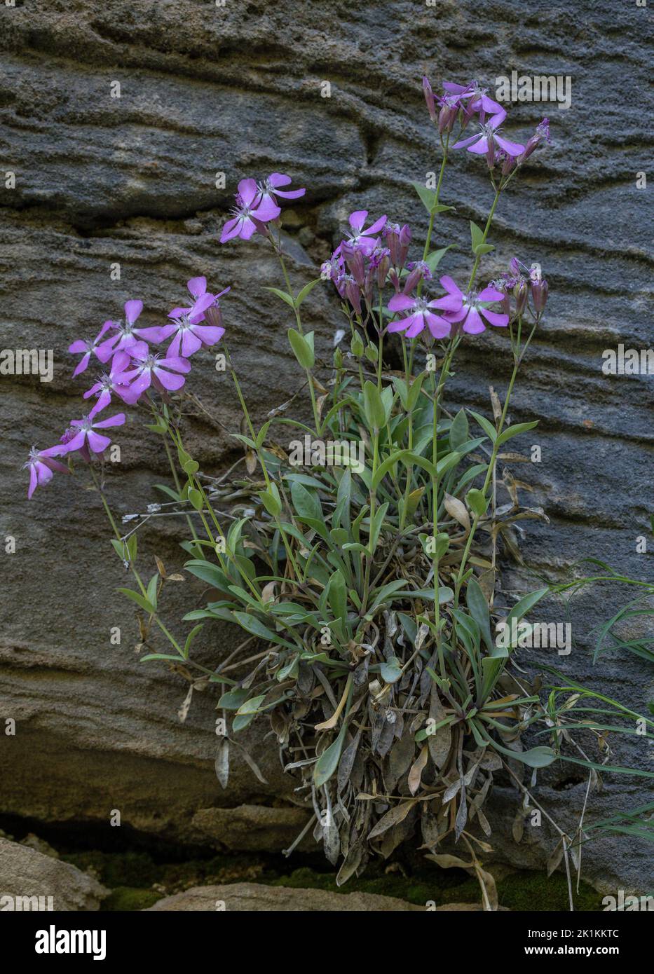 An endemic campion or Petrocoptis, Silene montserratii subsp. crassifolia, on limestone cliff. Anisclo Gorge, Pyrenees, Spain. Stock Photo