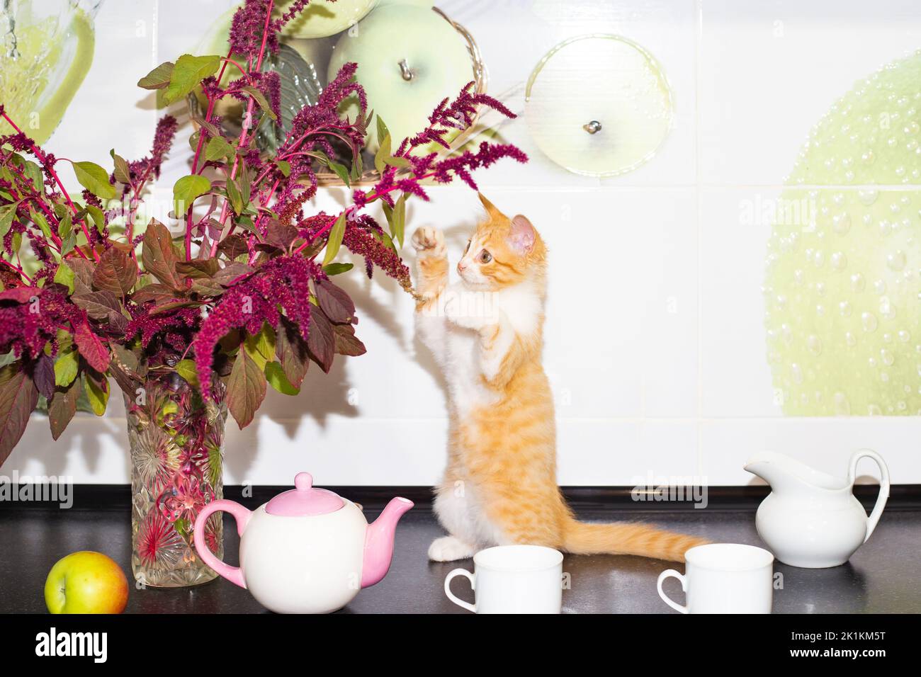 The kitten is playing with a flower on the kitchen worktop with dishes. Cute pets in the interior of the house. Stock Photo