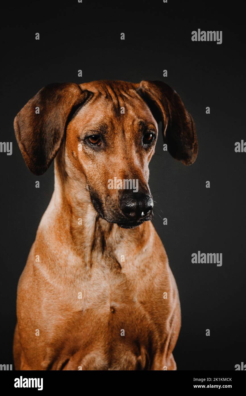 Beautiful Rhodesian Ridgeback dog portrait on a black background Stock