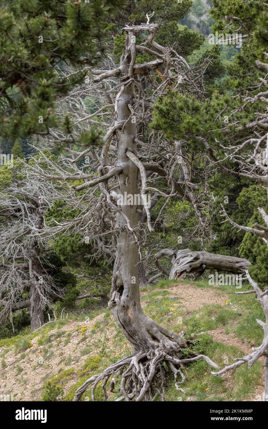 Ancient Mountain pine, Pinus mugo ssp uncinata, on the Col de L’Aupet (1660m), Vercors Mountains, France. Stock Photo