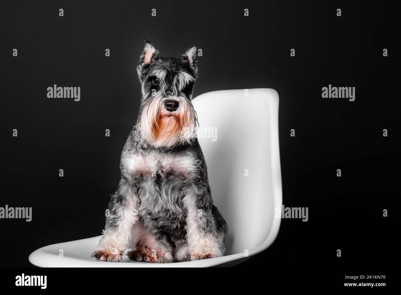 Miniature Schnauzer dog on a black background Stock Photo - Alamy