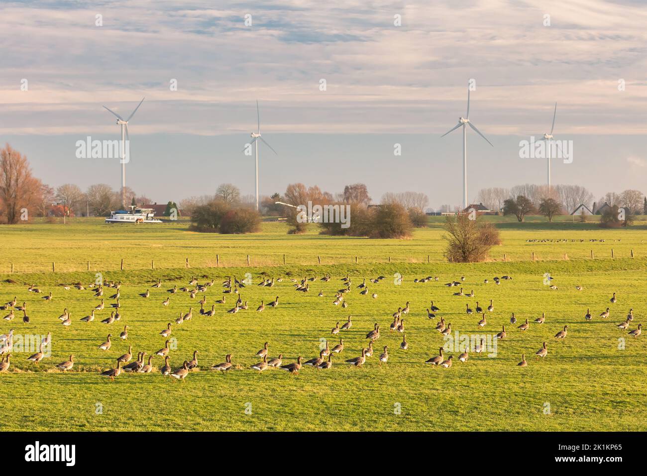 Migrating geese resting on a meadow in front of the Dutch river IJssel near Arnhem, The Netherlands Stock Photo