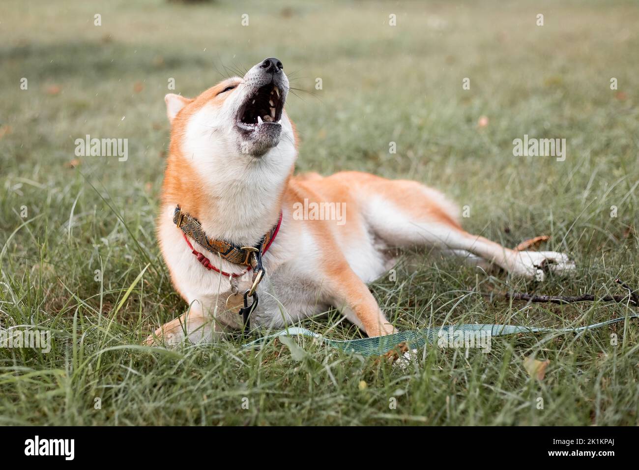 Shiba inu dog outdoor. Animal themes. Dog walking. Pet outdoor Stock Photo