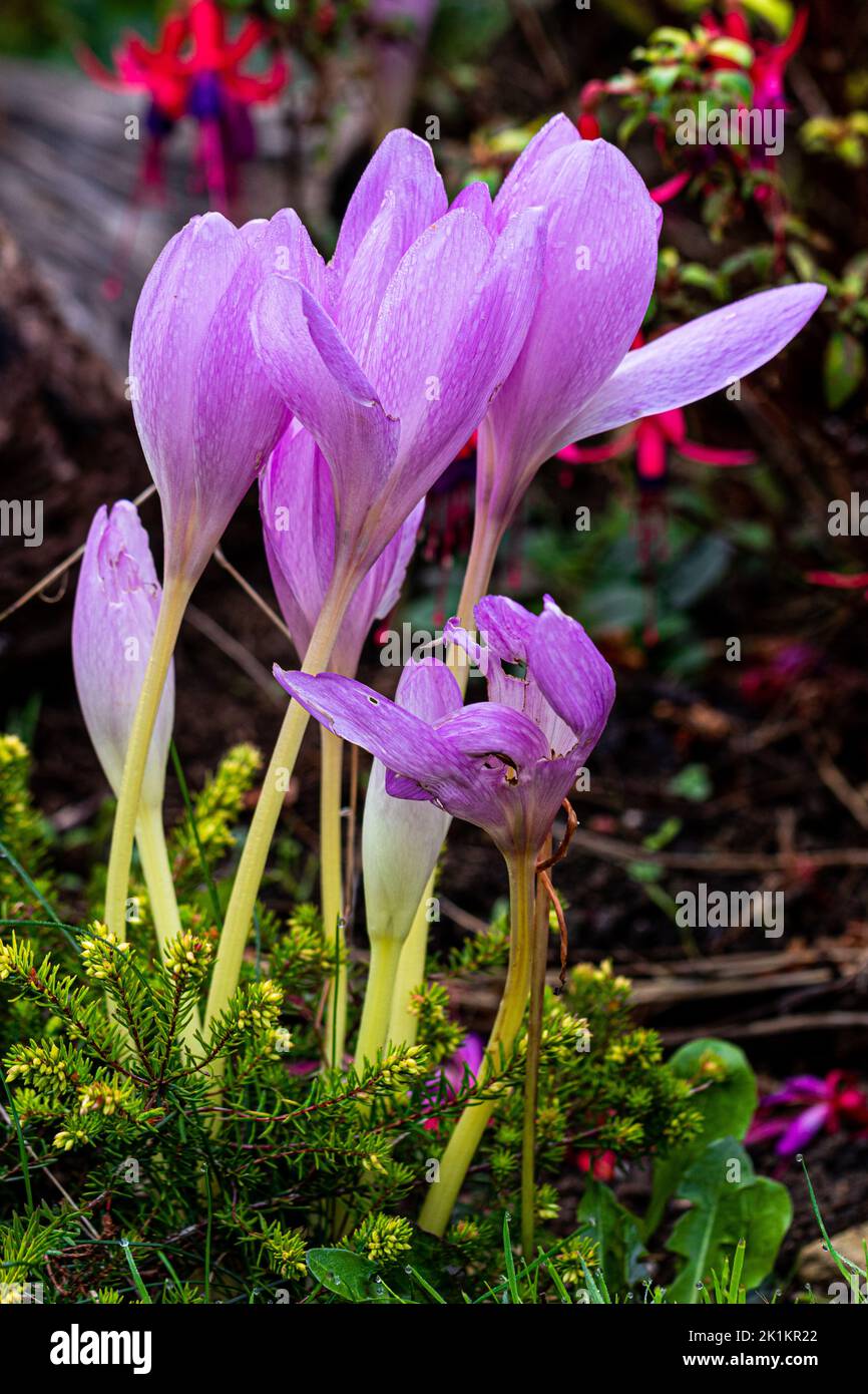 Colchicum, Colchicaceae, is a genus of perennial flowering plants containing around 160 species which grow from bulb-like corms. Stock Photo