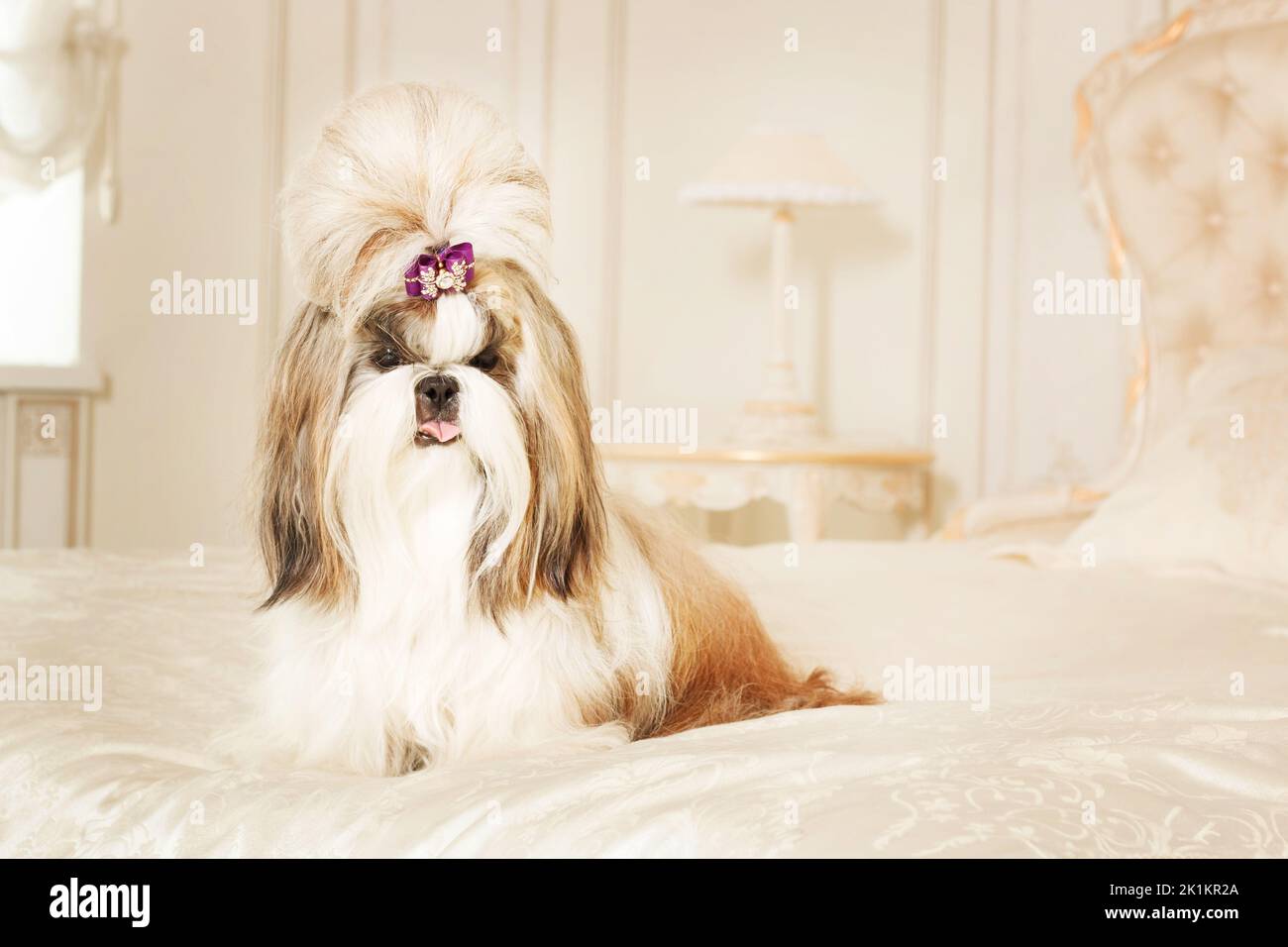 Photo inspiration: Visual Reference: Shih Tzu With Long Hair In A Beautiful Classic Interior