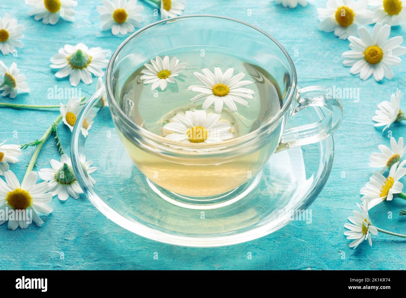 Chamomile tea plant in a plant pot hires stock photography and images
