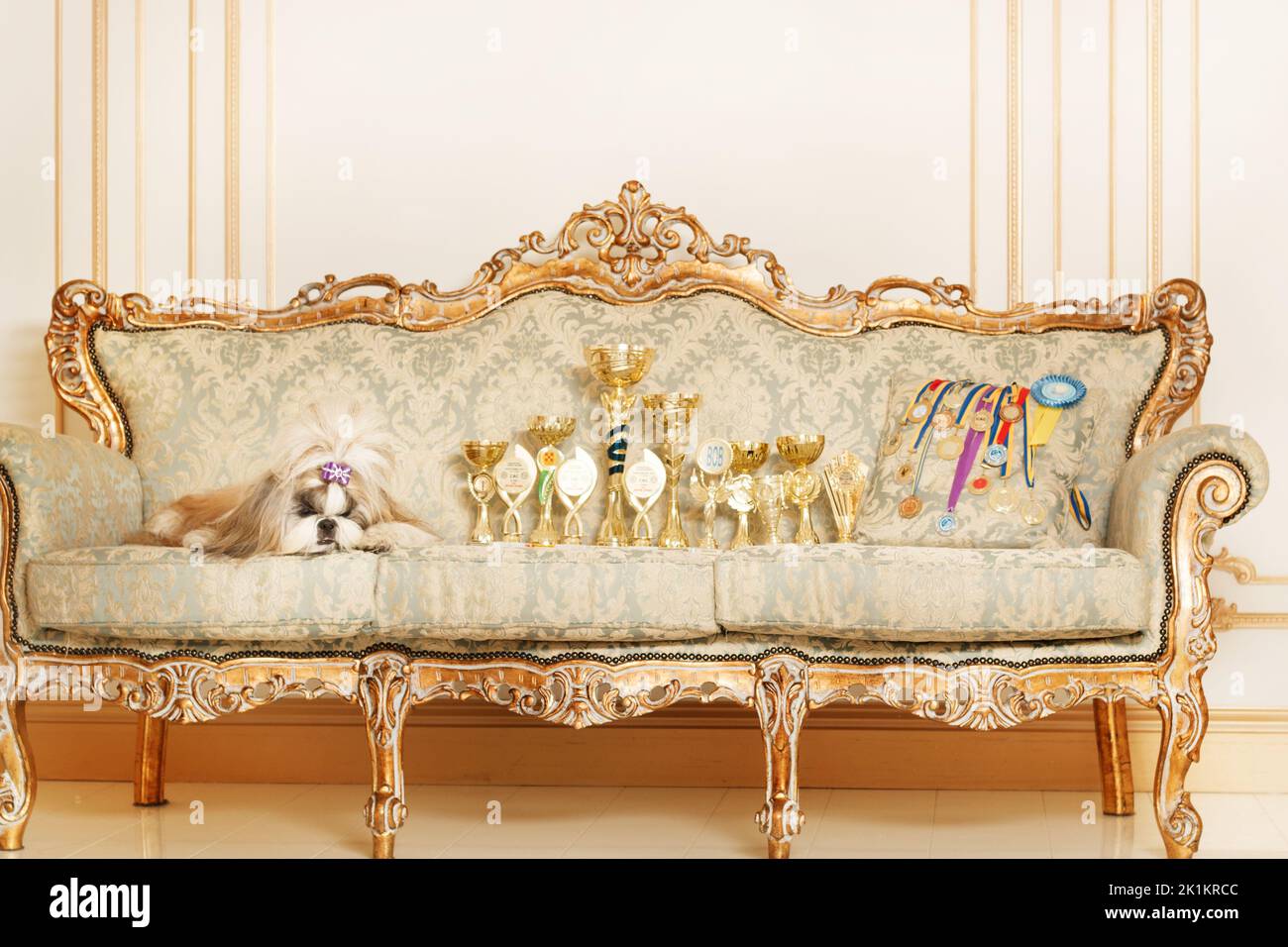 View of Shih Tzu with long hair in a beautiful classic interior Stock Photo - Alamy