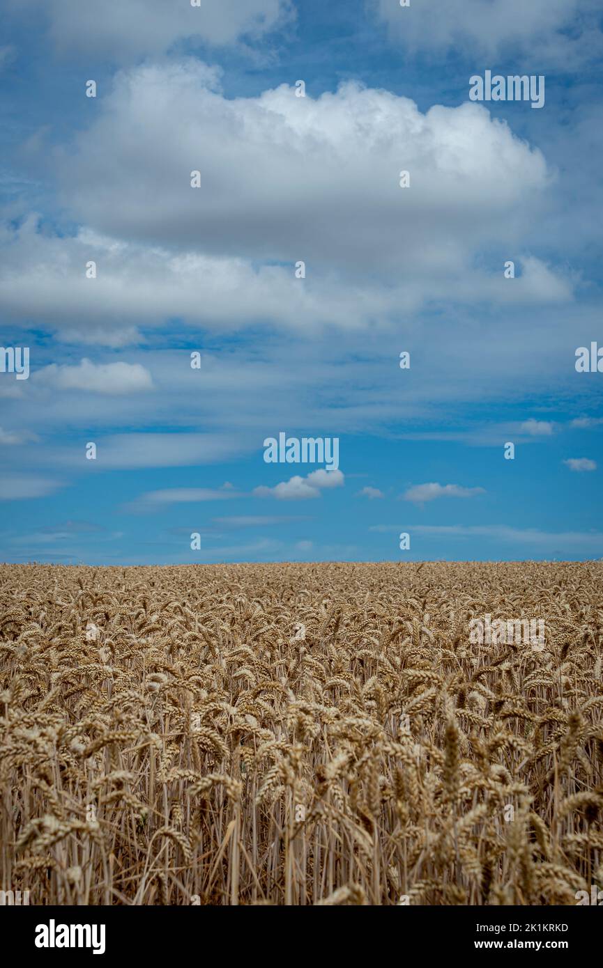 Wheat field with a blue sky. Stock Photo