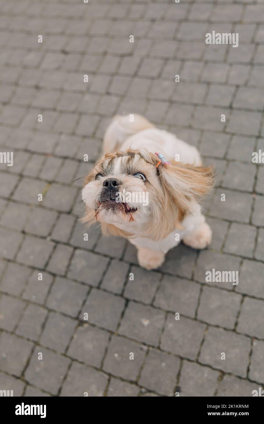 https://c8.alamy.com/comp/2K1KRNM/cute-funny-shih-tzu-breed-dog-outdoors-dog-grooming-funny-dog-at-the-city-2K1KRNM.jpg