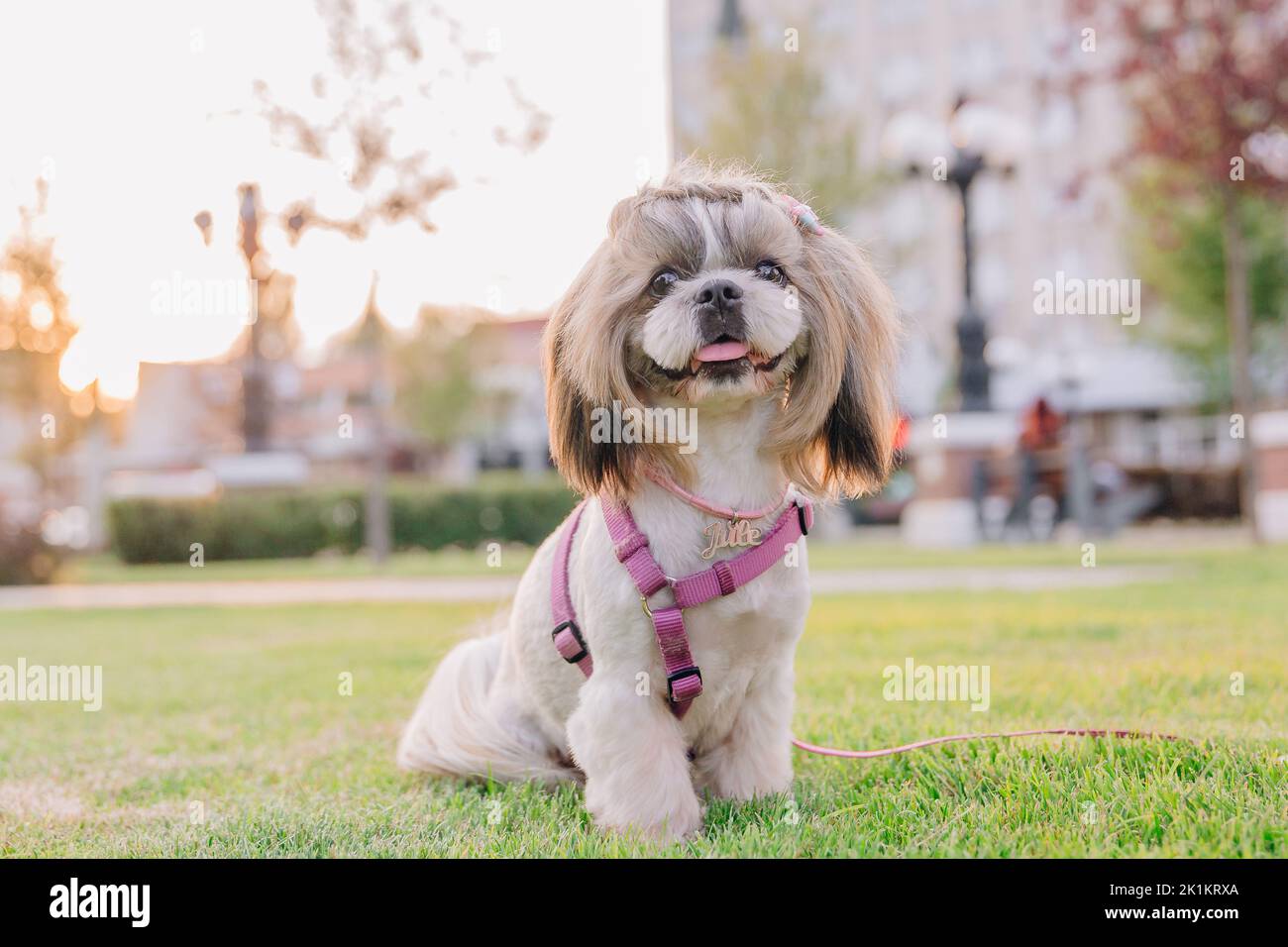 Cute funny shih tzu breed dog outdoors. Dog grooming. Funny dog at the city Stock Photo