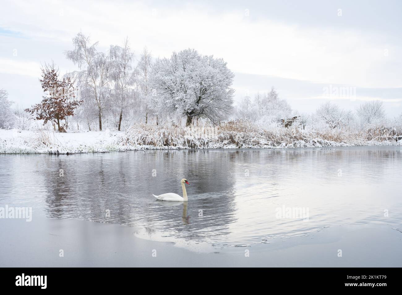 Alone white swan swim in the winter lake water in sunrise time. Frosty snowy trees on background. Animal photography Stock Photo
