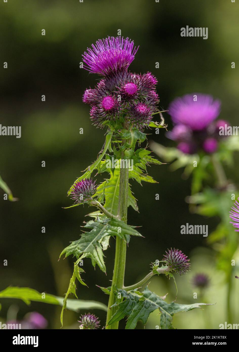 Mountain Thistle, Cirsium montanum in flower in the Italian Alps. Stock Photo