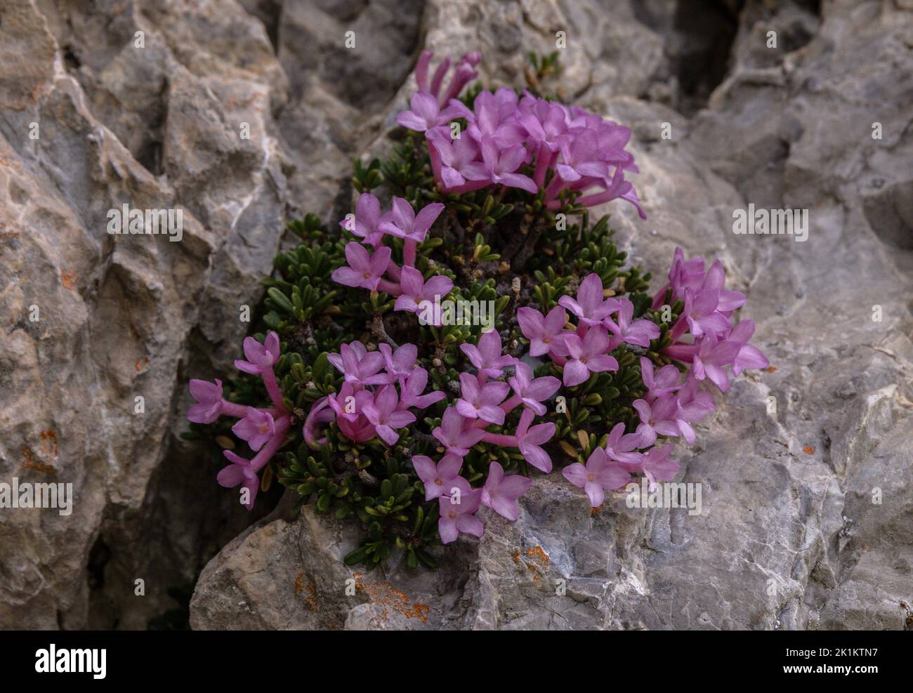 Rock Mezereon, Daphne petraea in flower on limesrtone cliff, Monte Tremalzo. Italy. Stock Photo