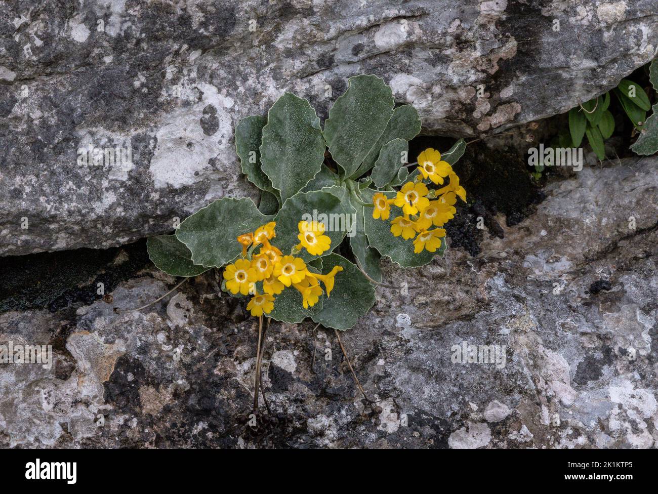 Bear's ear primrose, Primula auricula, in flower on limestone cliff, Italian Alps. Stock Photo