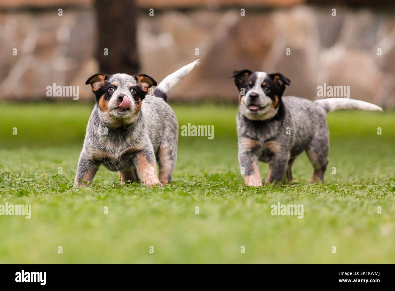 Australian cattle dog puppy outdoor. Puppies on the backyard Stock