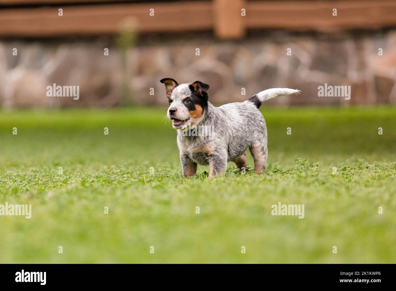 Australian cattle dog puppy outdoor. Puppies on the backyard Stock