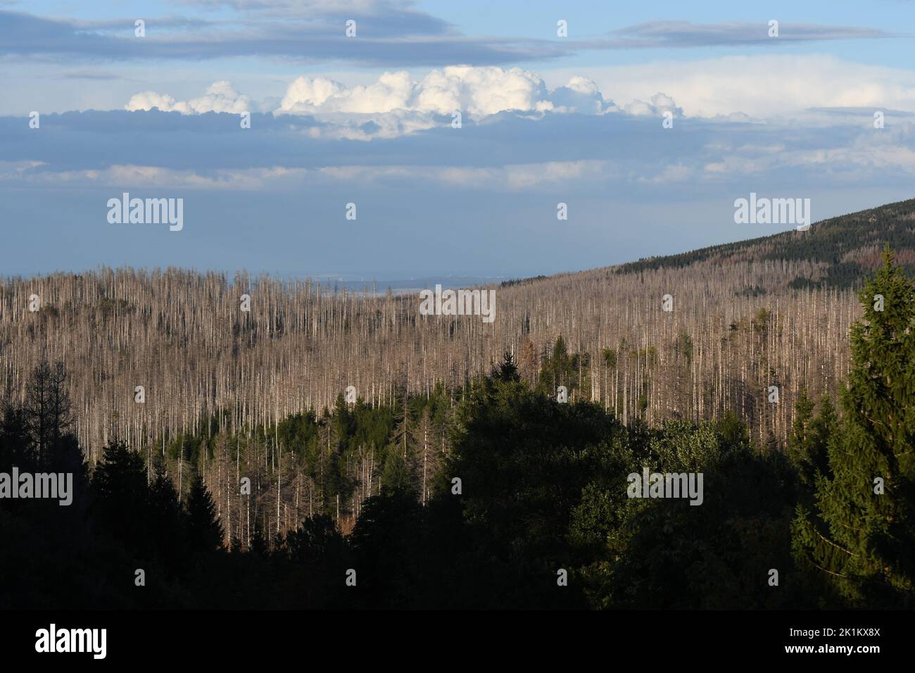 The view of dead trees eaten by the bark beetles under the blue sky in the Harz Mountains Stock Photo