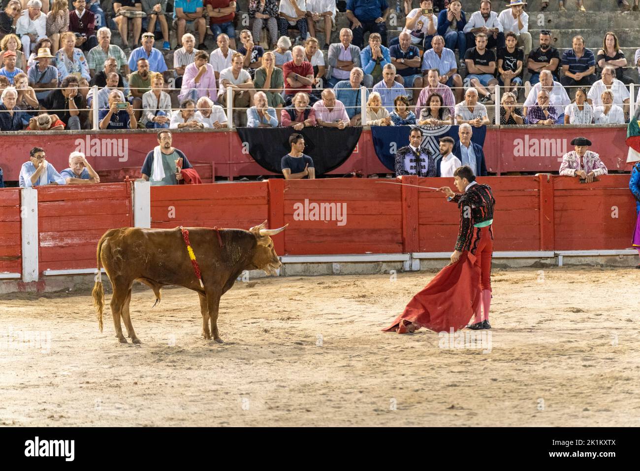 bullfighter capping a steer, heifer bullfight, Inca, Majorca, Balearic Islands, Spain Stock Photo