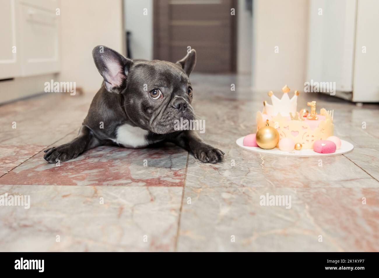 Dog birthday. French bulldog with birthday cake. Happy Birthday Stock