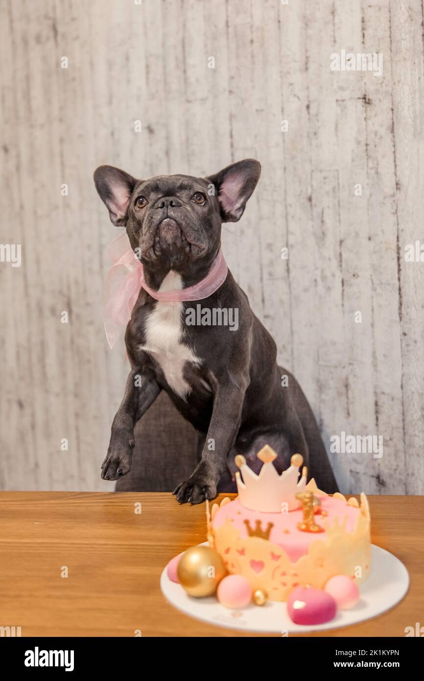 Dog birthday. French bulldog with birthday cake. Happy Birthday Stock