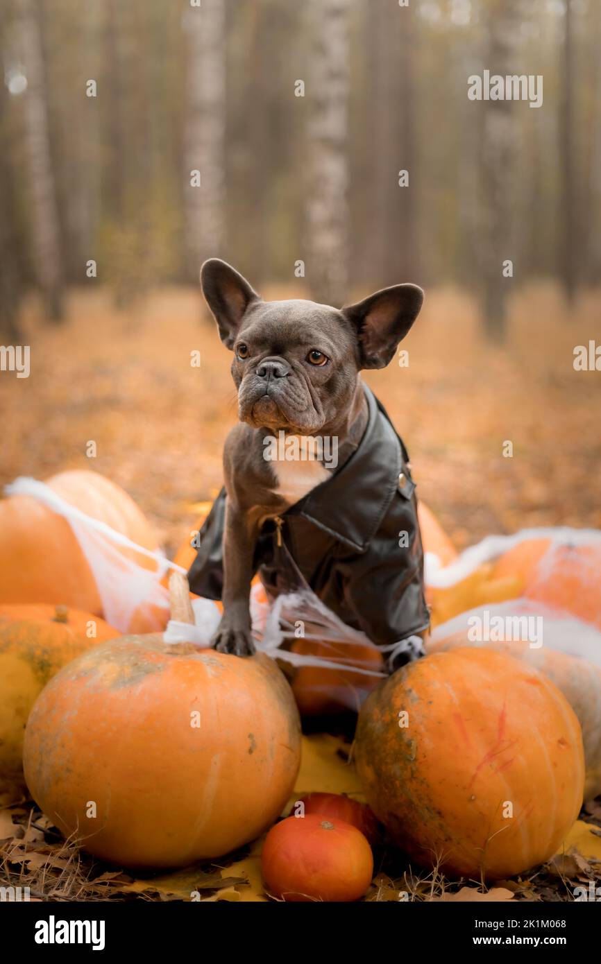 Bulldog pumpkin costume best sale