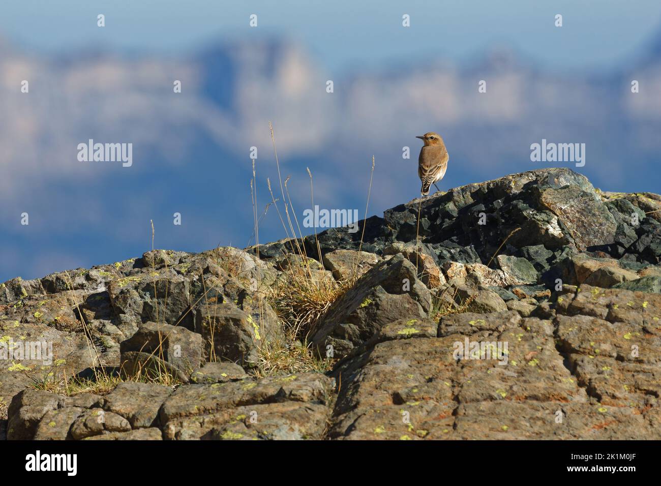 Northern wheatear on a cliff, with Chartreuse mountain range in background Stock Photo
