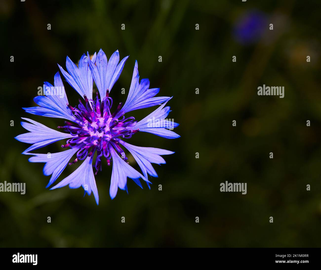 Blue and purple flower of the annual cornflower or centaurea cyranus, often considered a weed, member of the asteraceae family. Stock Photo