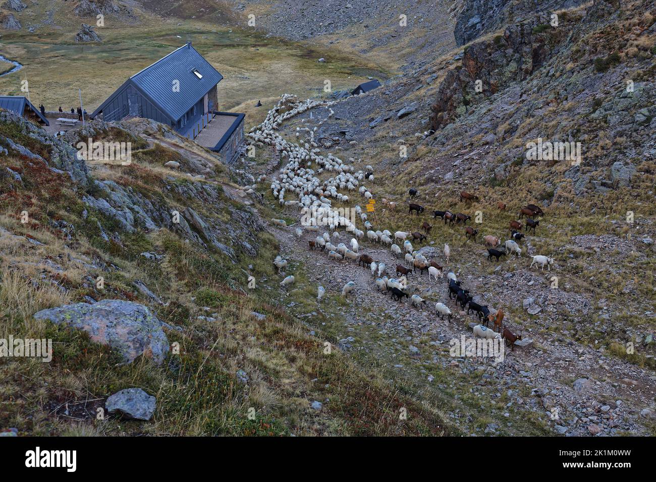 Herd of sheeps around La Pra mountain hut Stock Photo
