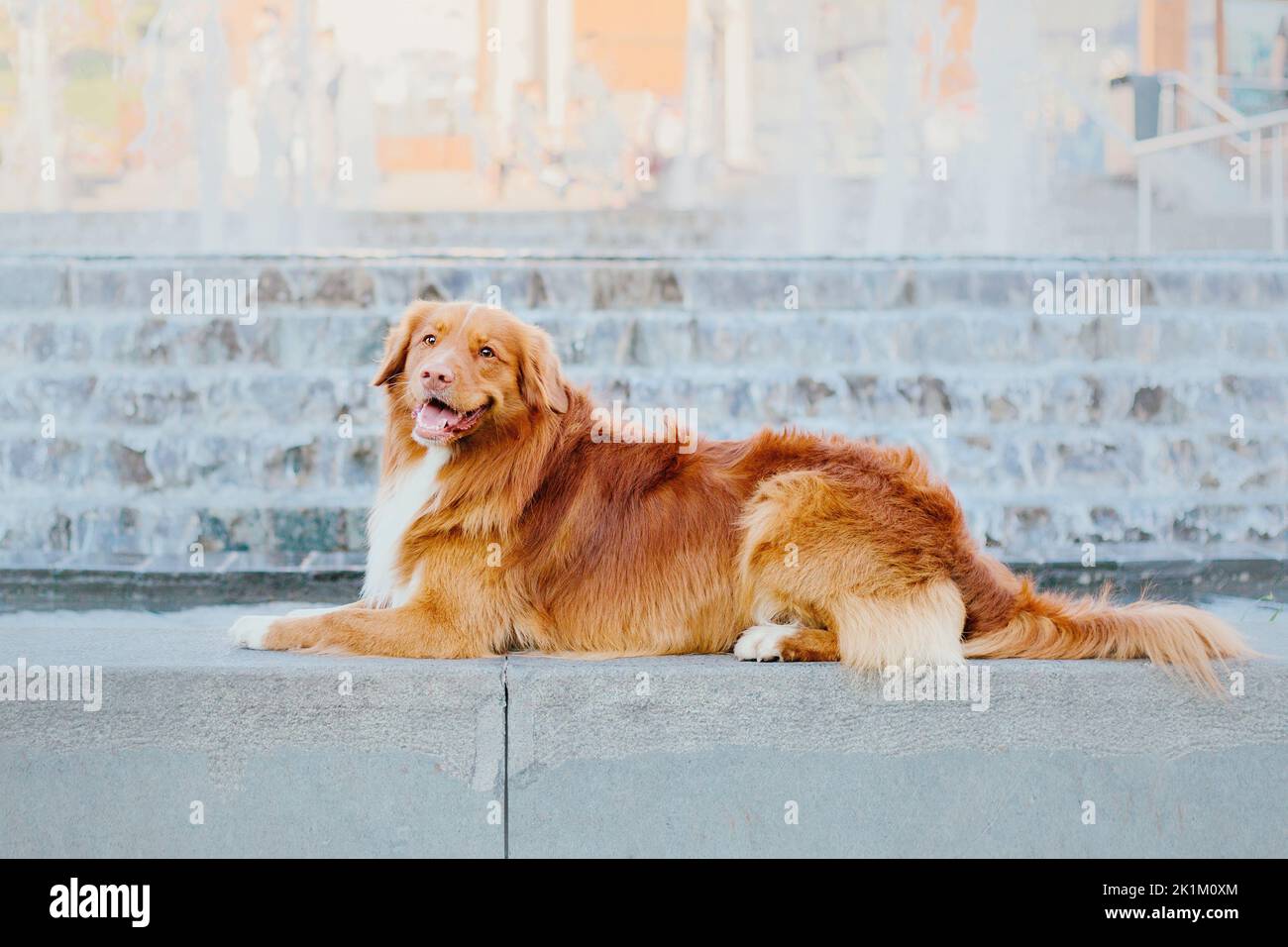Nova Scotia Duck Tolling Retriever dog at the city. Dog collar and leash. Pet supplies. Dog walking. Lifestyle with dog. Stock Photo