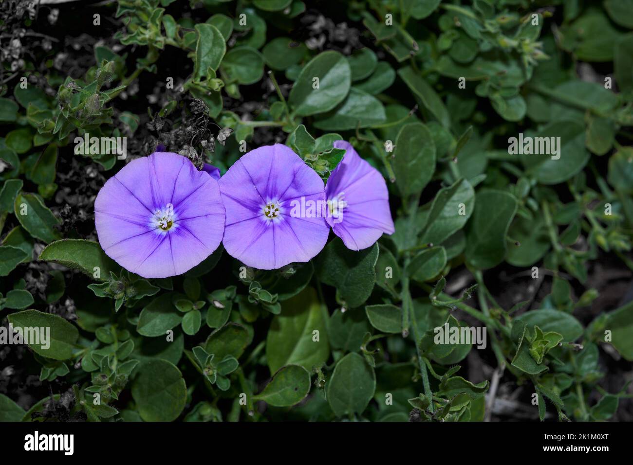 The purple flower, convolvulus sabatius, or ground blue convolvulus, a member of the convolvulaceae family. Stock Photo