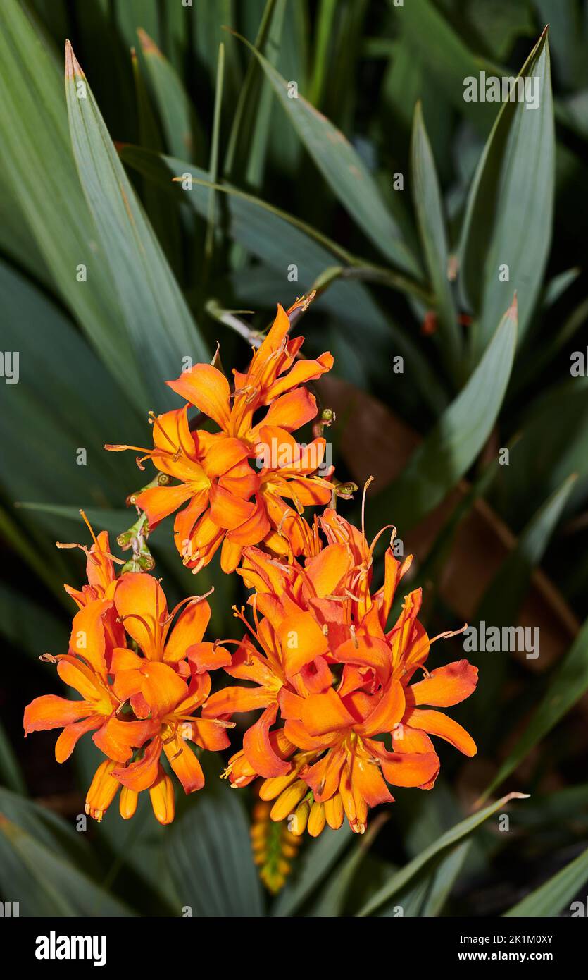 Orange blooms of the crocosmia masonorum plant (giant montbretia), member of the iridaceae family, found largely in South Africa. Stock Photo