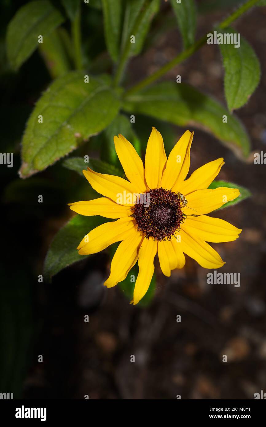 Yellow petals surround the brown core of the mexican sunflower, or tithonia rotundifolia, a member of the asteraceae family, found in Central America. Stock Photo
