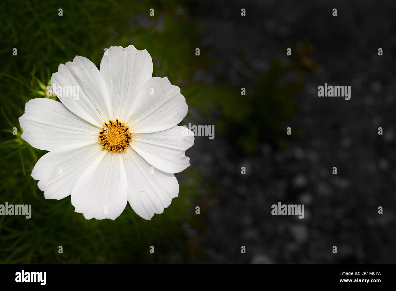 Textured white petals surround the orange core of the cosmos bipinnatus, or purity flower, a member of the asteraceae family. Stock Photo