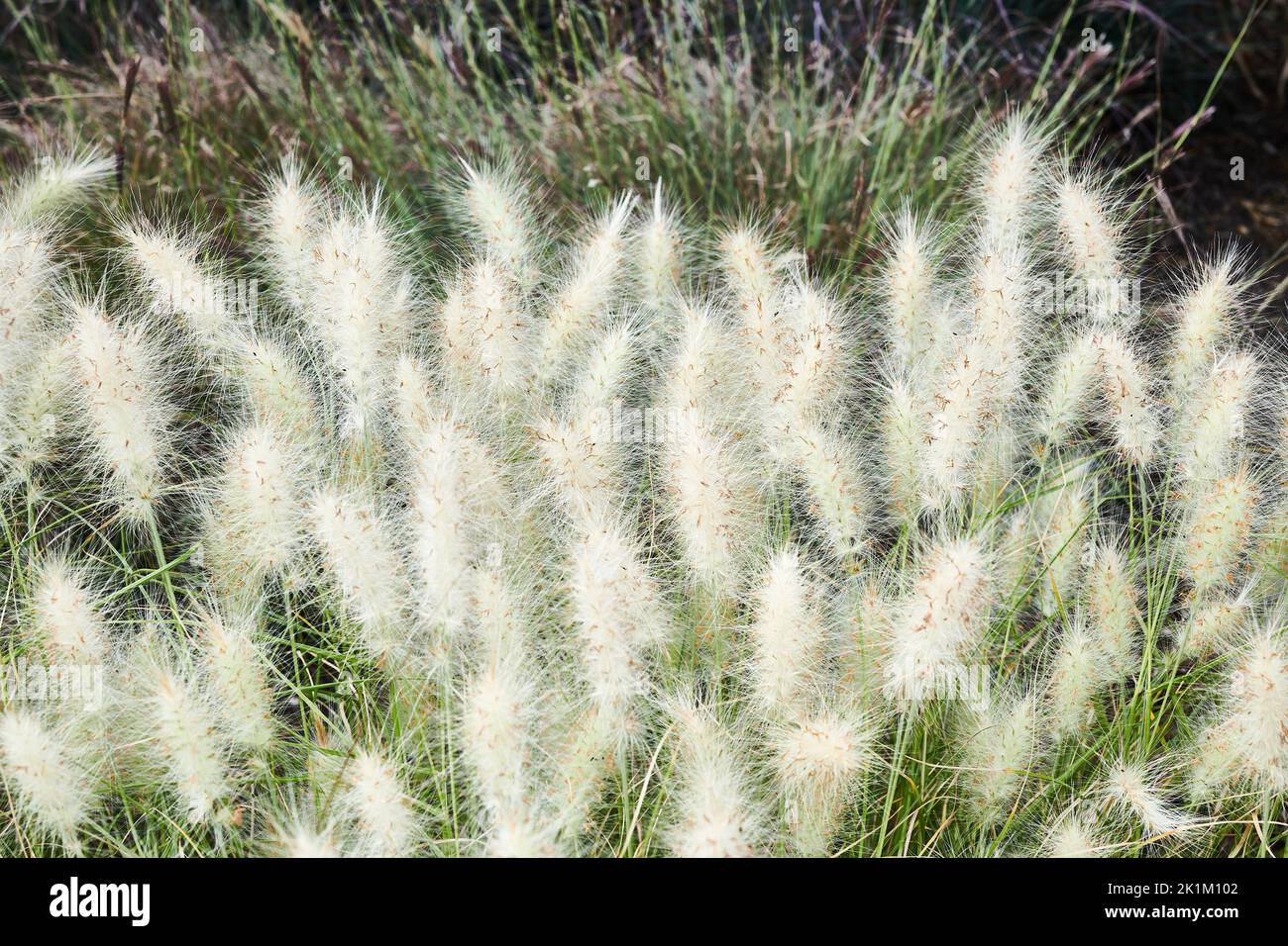 Prickly white flowers of the pennisetum villosum, or feathertop grass of the poaceae family, found in tropical countries. Stock Photo