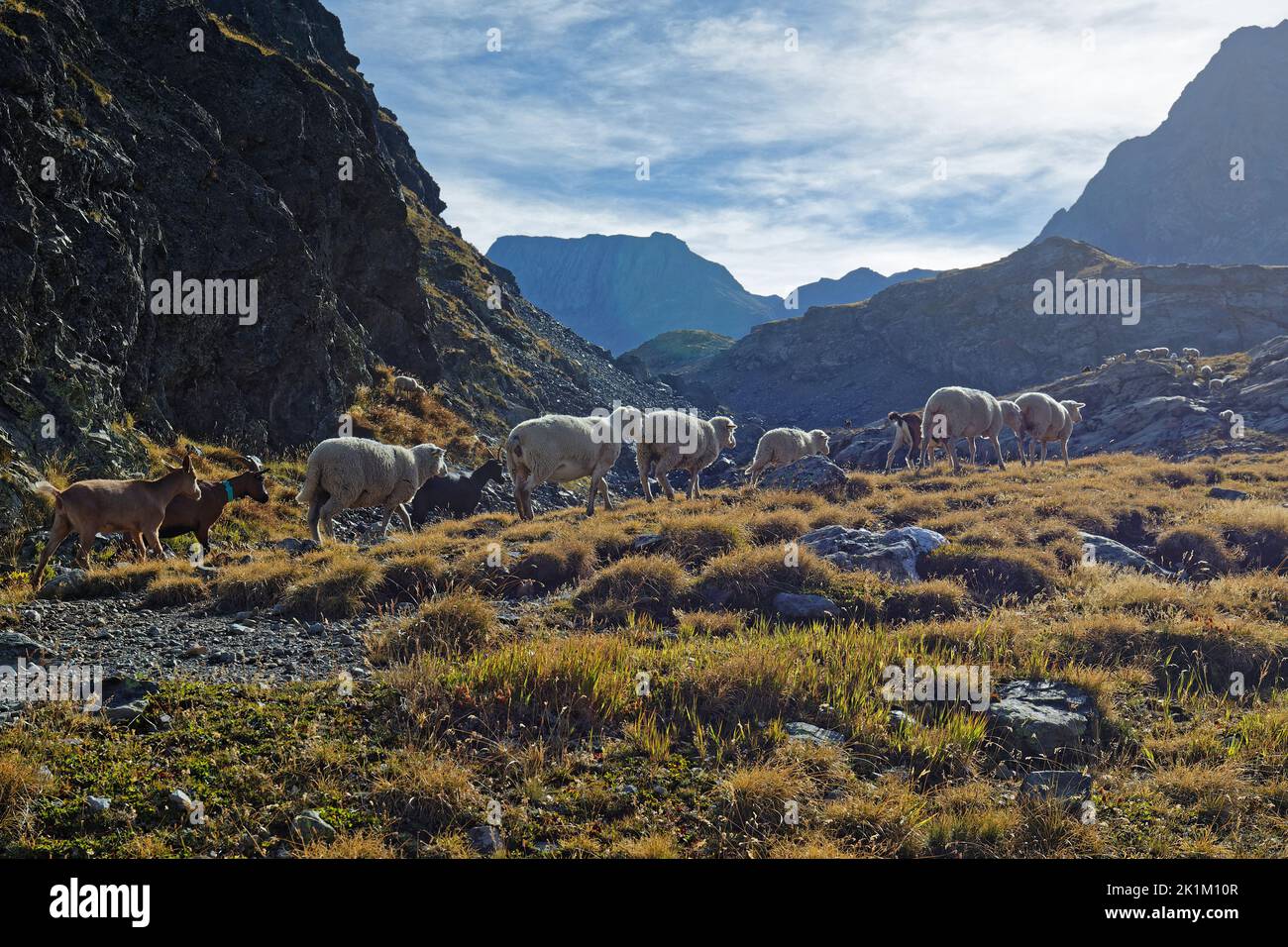Herd of sheeps in Belledonne moutain range Stock Photo
